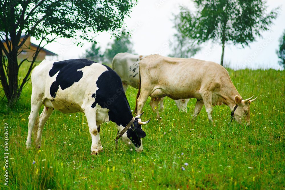 The farming industry relies heavily on the grazing habits of cattle, which play an important role in maintaining the health of the land The farming industry relies heavily on the grazing habits of cattle, which play an important role in maintaining the health of the land