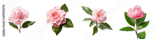 Set  of a pink camellia flower's blooming sequence isolated on transparent background