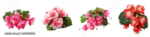 Set of vividly colored Begonia flower arrangements with pink blooms and green leaves on a transparent background photo