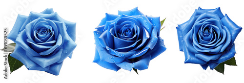 Set of blue roses with water droplets on petals isolated on a transparent background