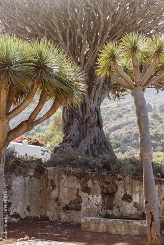 Dragon tree, Tenerife, Canary Islands, Spain photo