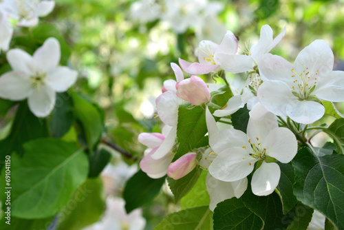 blooming apple garden with white and pink flowers wallpaper close up