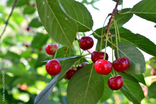 cluster of red cherries hanging on the branch close up   
