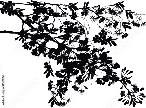 cherry tree lush flowers silhouette on white photo