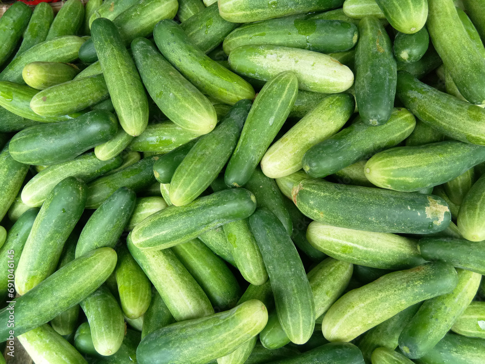 Fresh cucumber fruits for sale on local market. Cucumber background, cucumber harvest.