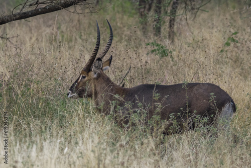 Portrait of a common waterbuck  Kobus ellipsiprymnus  walking through the grasslands of serengeti national park  tanzania.