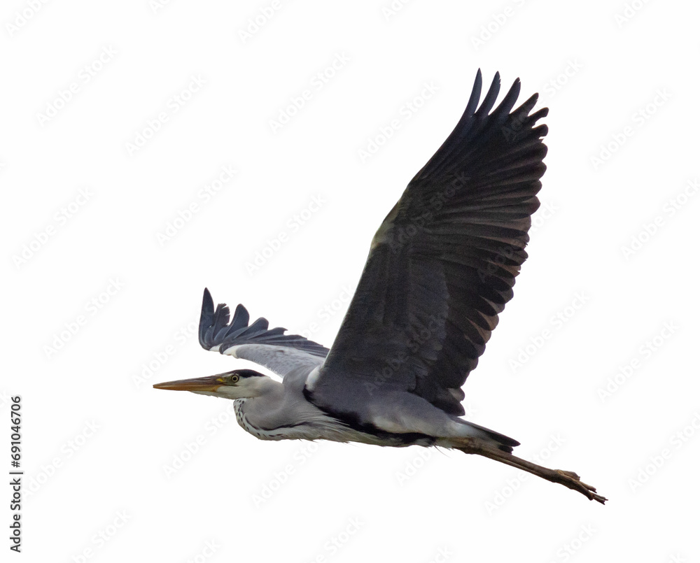 Obraz premium isolated large flying grey heron