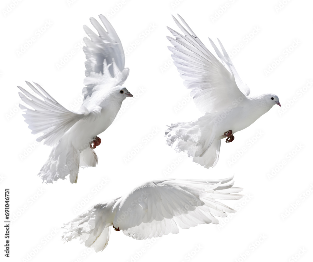 flying pure white isolated three doves with lush tail flying pure white isolated three doves with lush tail
