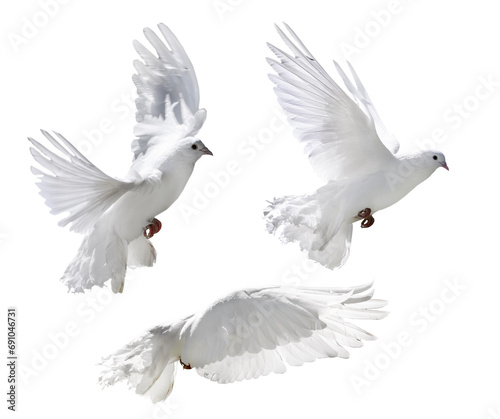 flying pure white isolated three doves with lush tail