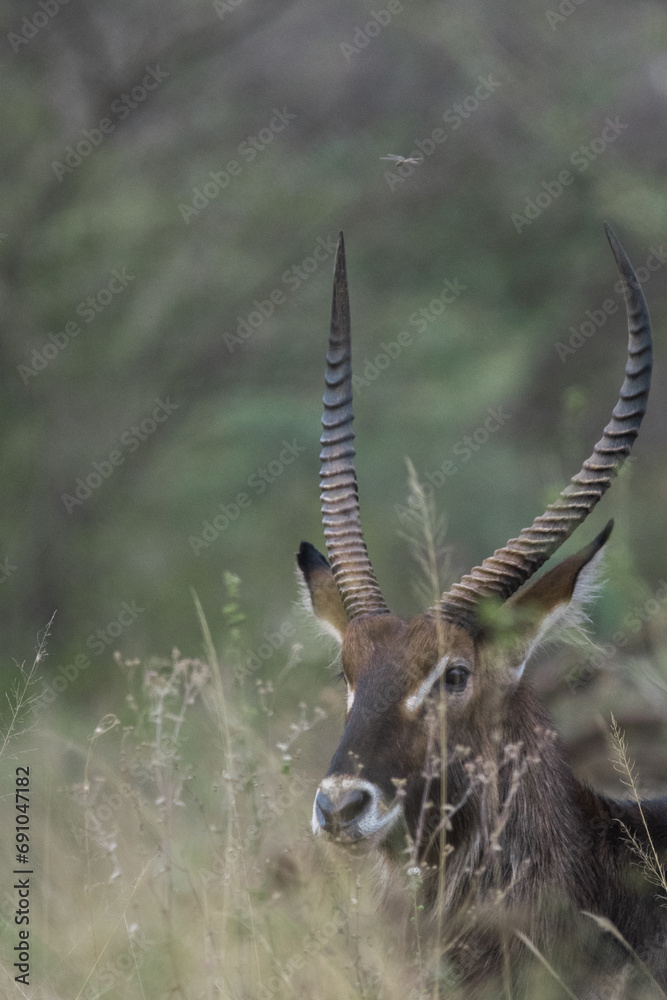 Fototapeta premium Portrait of a common waterbuck (Kobus ellipsiprymnus) walking through the grasslands of serengeti national park, tanzania.