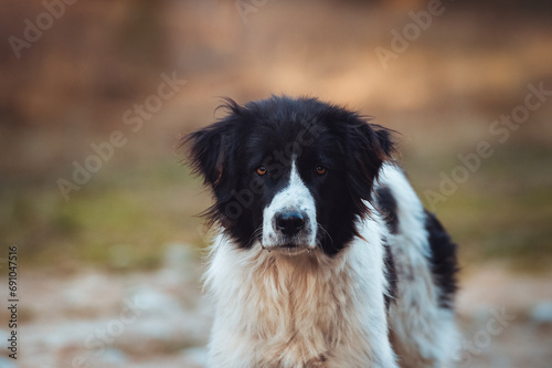 Portrait of a black and white shepherd dog