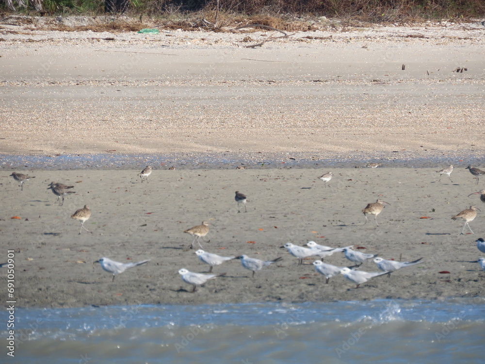 seagulls on the beach seagulls on the beach