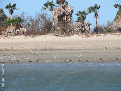 flamingos in the water