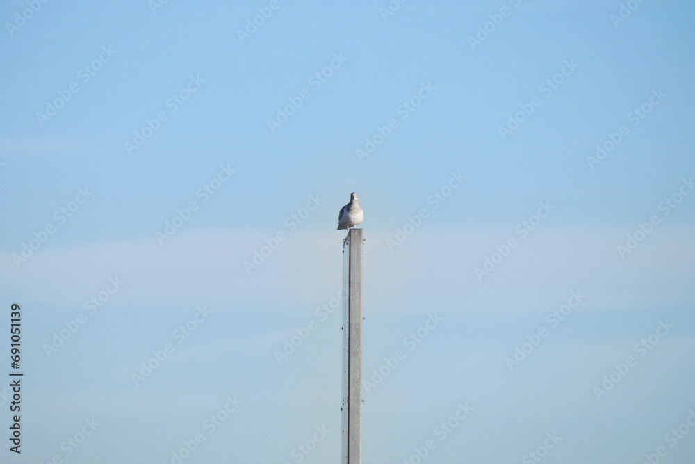 Seagull perched on a pole at Jericho Beach in Vancouver, British Columbia, Canada