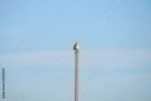 Seagull perched on a pole at Jericho Beach in Vancouver, British Columbia, Canada photo