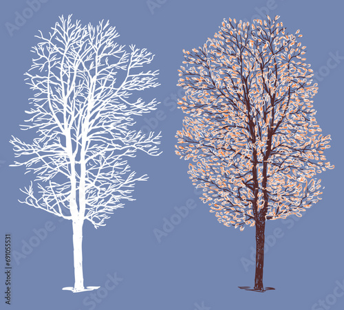 Hand drawing of deciduous tree in winter season