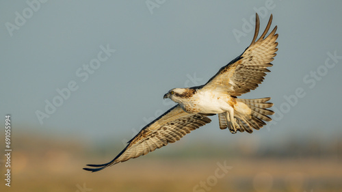 Flying osprey photo