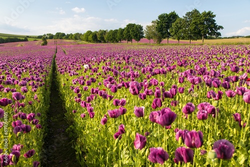 Flowering opium poppy field in Latin papaver somniferum