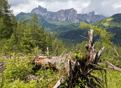 Dolomites mountains with uprooted tree and larch forest