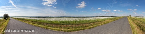 road between fields with white poppies blooming