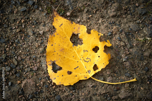 Herbstblatt auf steinigem Weg