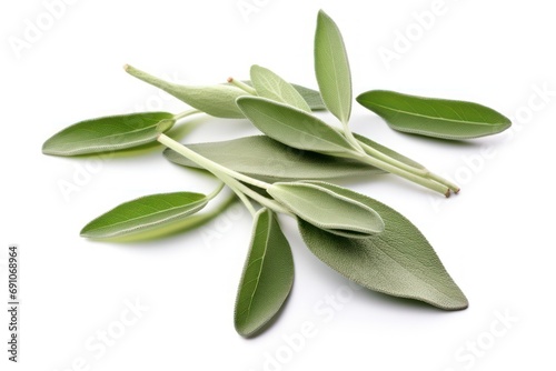 Sage leaves isolated on transparent or white background