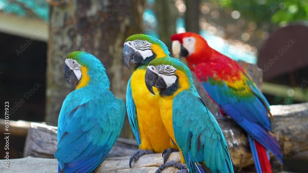 Group of colorful macaw on the tree. Beautiful nature of wildlife closeup face of a parrot is blue yellow on the green background. Group of colorful macaw on the tree. Beautiful nature of wildlife closeup face of a parrot is blue yellow on the green background.