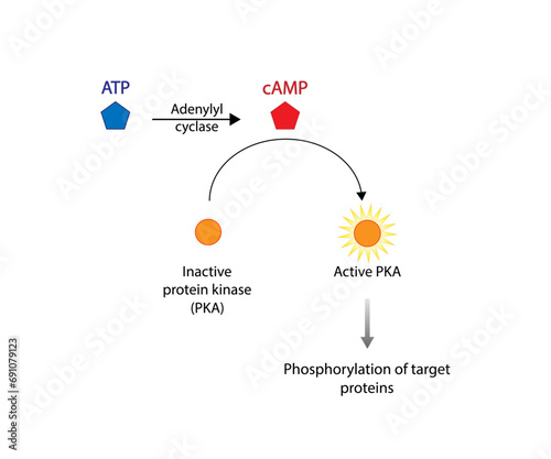 cAMP dependent protein kinases. cAMP, second messenger, production amplification. Protein kinase A, PKA. Vector illustration.