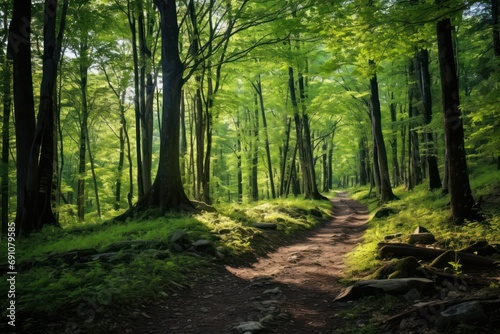 Woodland Trails: Hiking trails through lush spring woods 