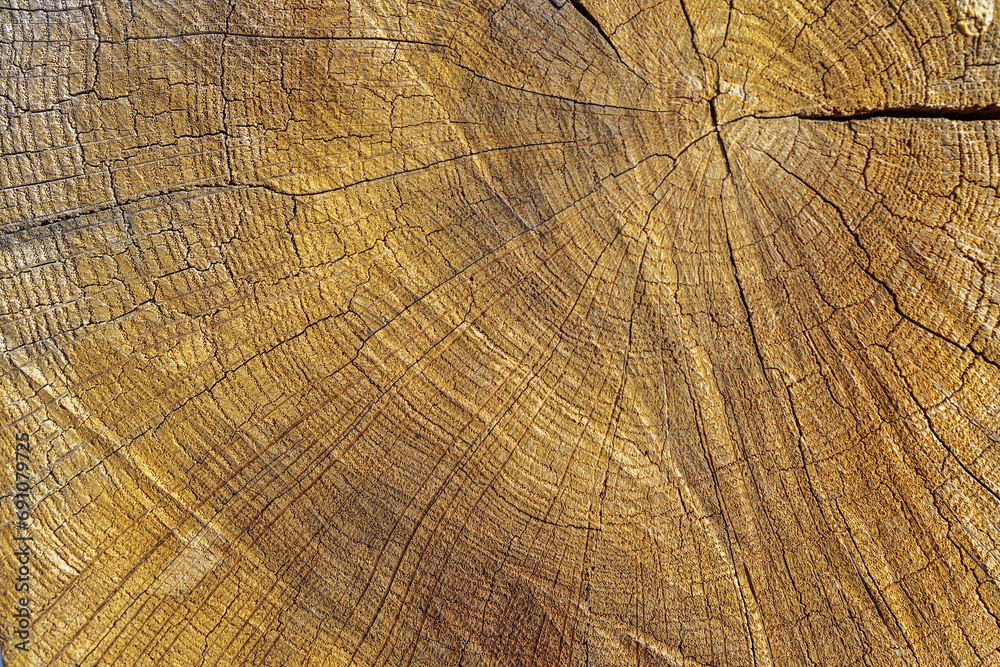 Fototapeta premium background texture slice wood