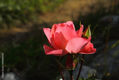 red rose in the garden