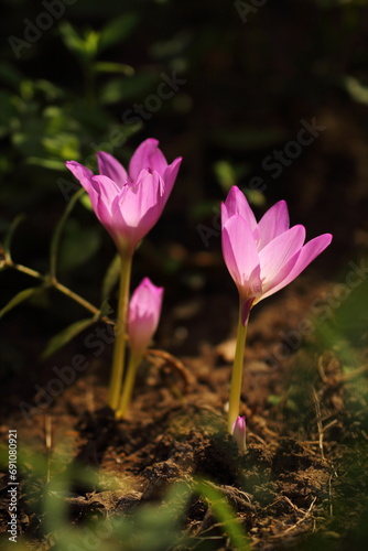 pink flower