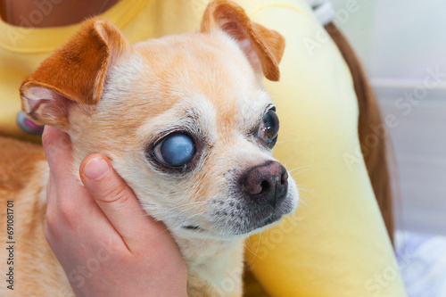 An old chihuahua dog with cataracts in its eyes.