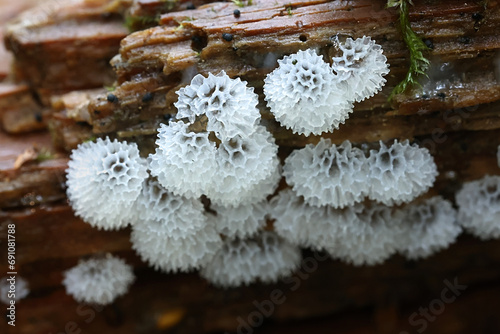 Ceratiomyxa  porioides, also called Ceratiomyxa fructiculosa var. porioides, commonly known as Coral slime mold photo