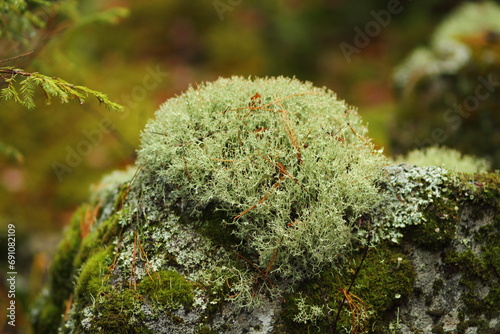 moss on tree
