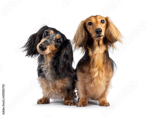 Cute duo of long smooth haired Dachshund or Teckels. Standing facing front. Looking towards camera with cute head tilt. Isolated on a white background. photo