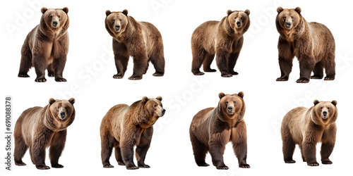 Brown big bear looks straight set of isolation