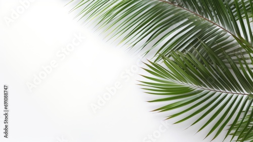 Palm tree branches and leaves. Background for text. © Yahor Shylau 