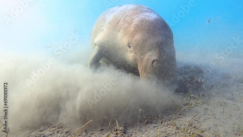 Dugong feeding on seagrass on the seabed. Sea cow close up.