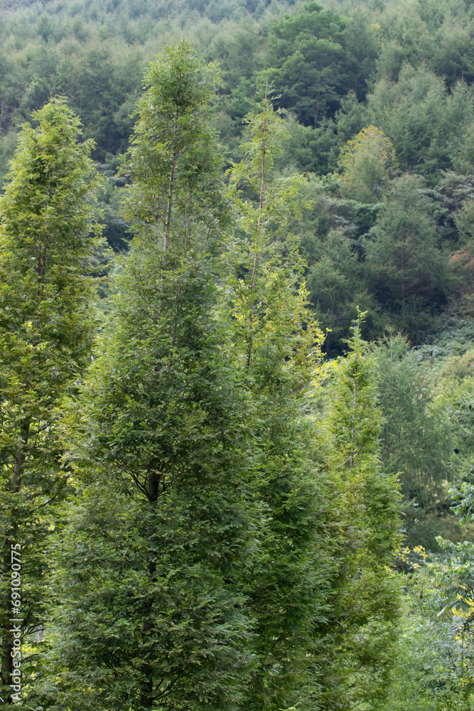 Fototapeta premium Scenery of the mountain scape in late summer