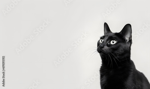 Cute British kitten black cat  facing forward with blank background copy space