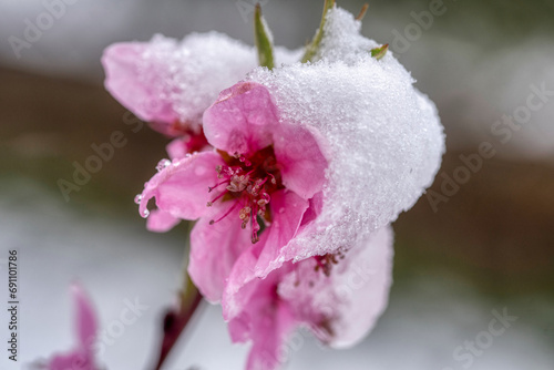 Fruit tree blossoms frozen in the snow
