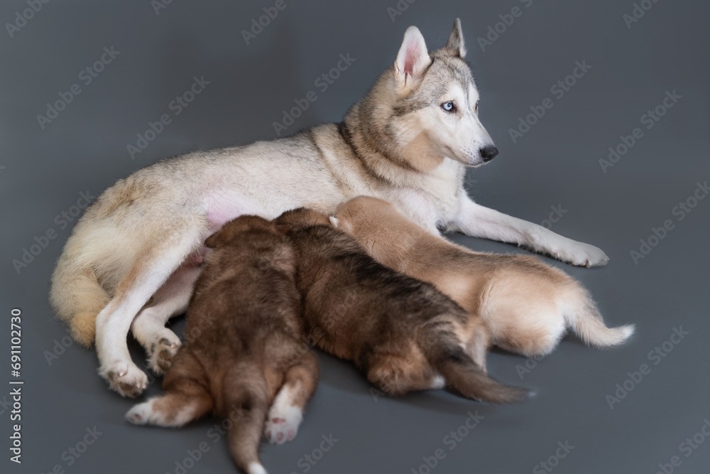 Three month old puppies drink milk from their mother husky on gray background Three month old puppies drink milk from their mother husky on gray background