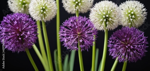  a bunch of purple and white flowers are in a vase with green stems and white flowers are in front of a black background.