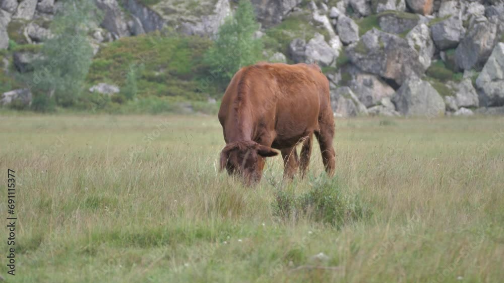 One red cow grazes in a meadow. Rocks and stones on the background. Then they run away One red cow grazes in a meadow. Rocks and stones on the background. Then they run away