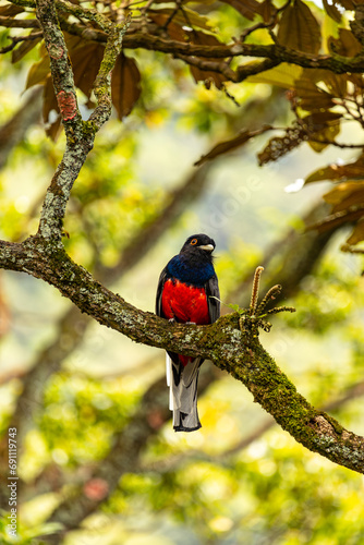 Surucua Trogon bird photographed in the Brazilian Atlantic Forest.