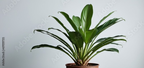  a close up of a plant in a pot on a table with a white wall in the background and a white wall in the background.