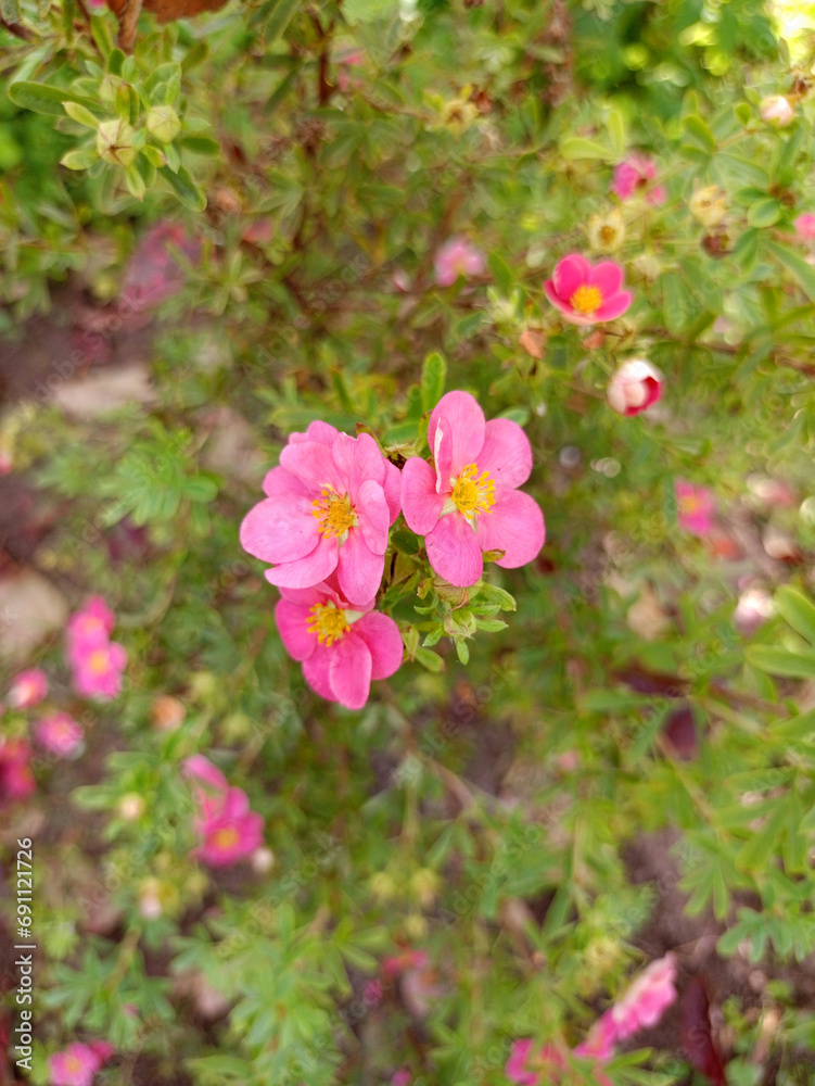 Obraz premium Pink flowers of cinquefoil Potentilla on a bush. Vertical photo, close-up