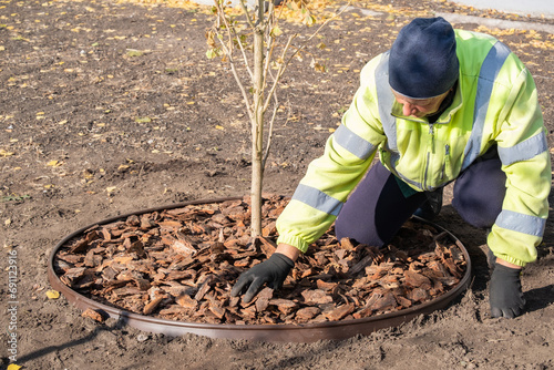 Female-gardener mulching trunk circle newly planted ginkgo tree with bark mulch in the yard or city square. Seasonal works in the garden. Landscape design.