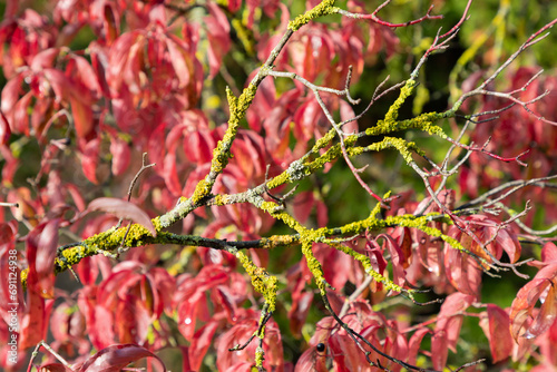 Lichen growing on a branch. Orange lichen, yellow scale, maritime sunburst lichen or shore lichen (Xanthoria parietina) is a foliose or leafy lichen. Intensive color of structures on twigs of a tree. photo